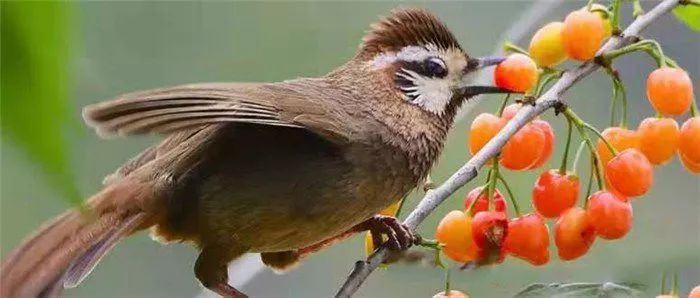 这样驱鸟方法应对才轻松,智能综合驱鸟装置