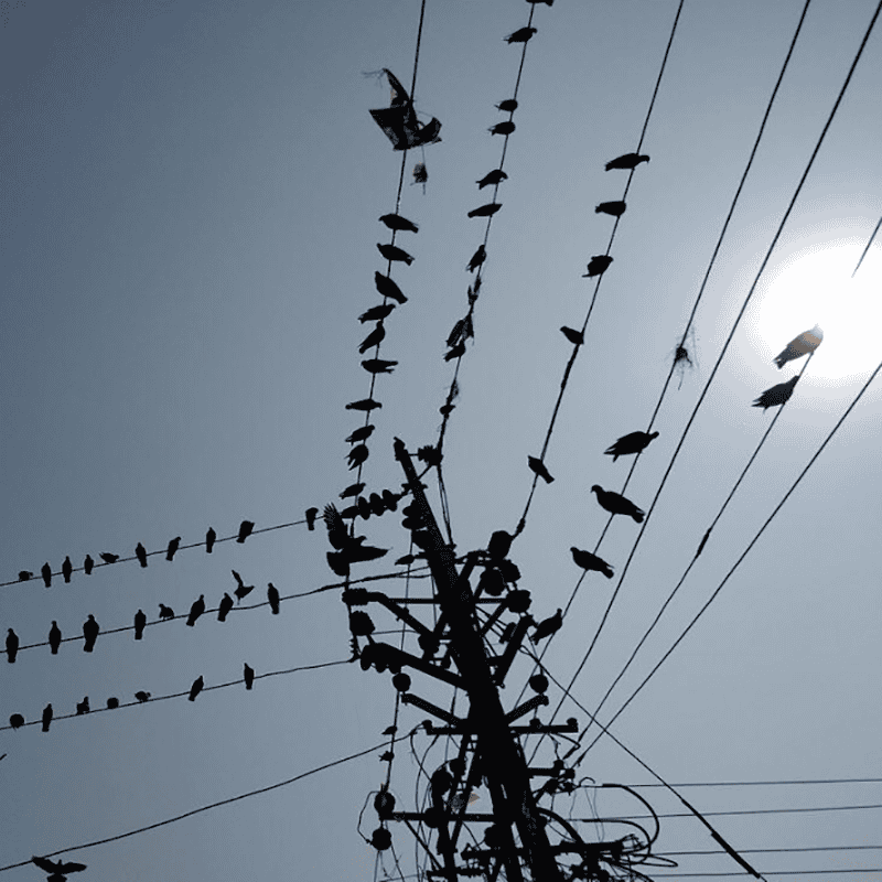 驅鳥防鳥器連連看丨專家教你如何科學擺脫鳥害困擾