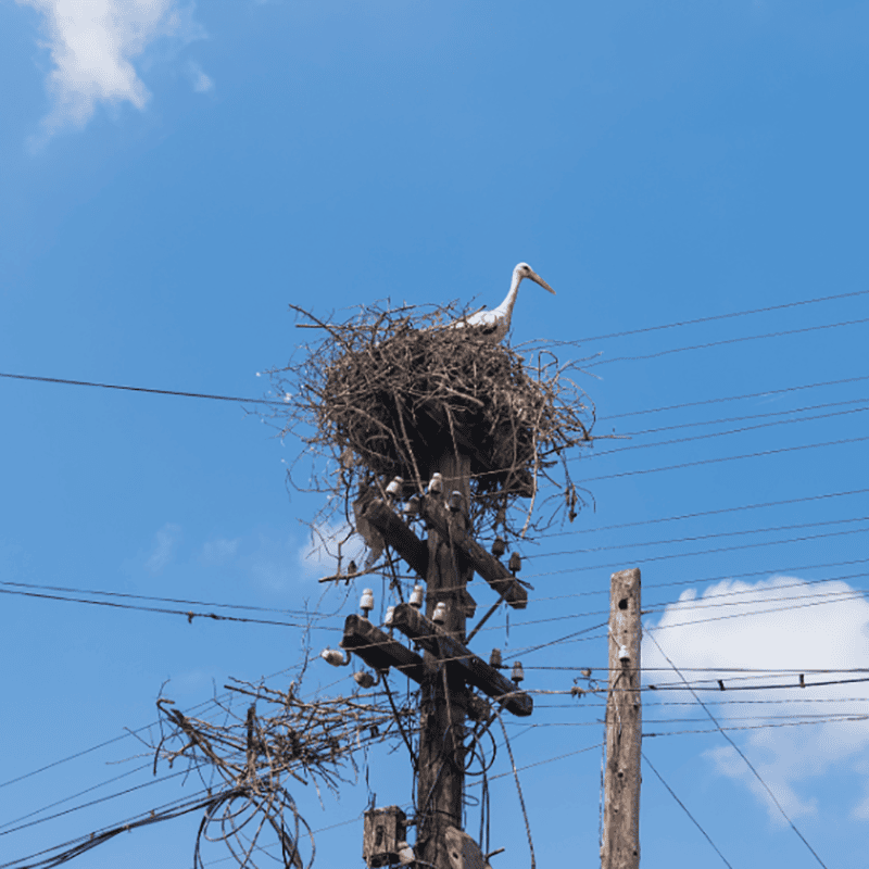 智能护航：超声波综合驱鸟器为电网安全运行“排忧解难”