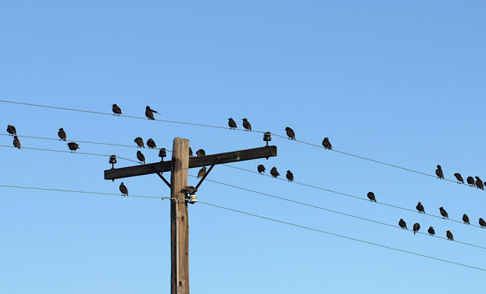 Bird deterrent devices for transmission lines: effectively repel birds while protecting them.