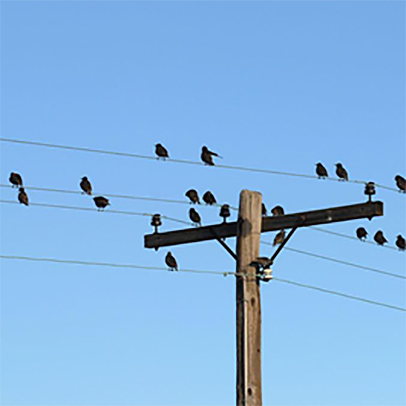 输电线路防鸟装置，驱鸟护鸟两不误