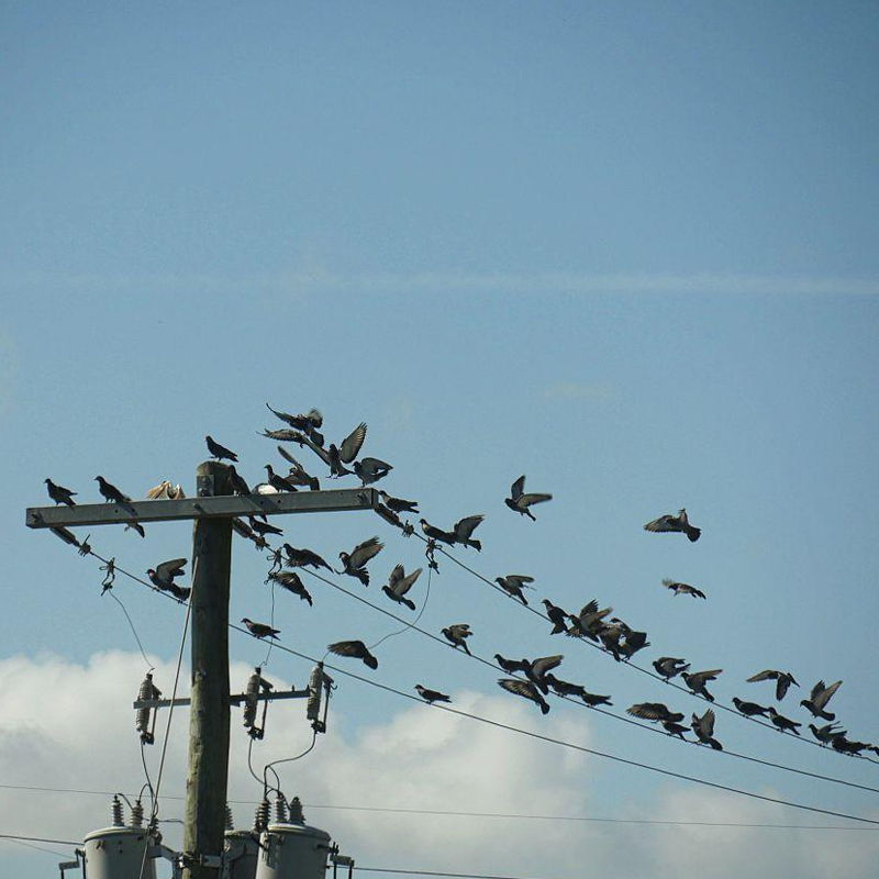 驱鸟领域的三种“明星产品”:智能驱鸟器为电力设施穿上隐形防护衣