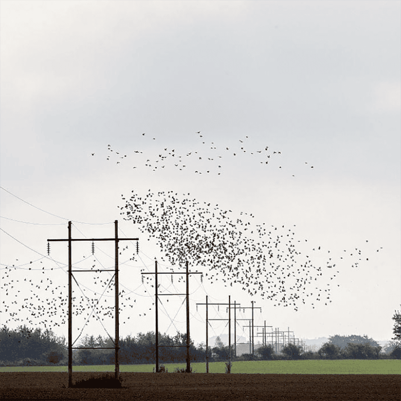 高精度的声光融合智能驱鸟装置,AI智能融合检测技术让防护无死角