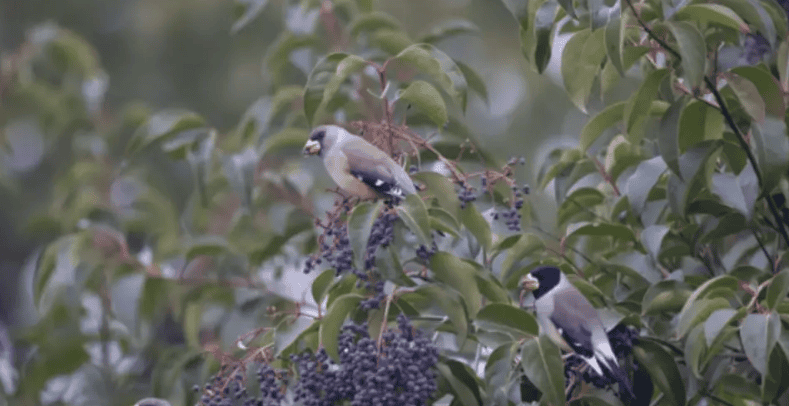 Fully automatic solar-powered laser bird repeller brings you peace of mind and a hassle-free bird repelling experience. Fully automatic solar-powered laser bird repeller brings you peace of mind and a hassle-free bird repelling experience.