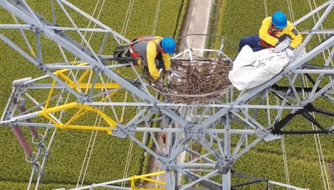 Bird deterrent devices for transmission lines: effectively repel birds while protecting them.